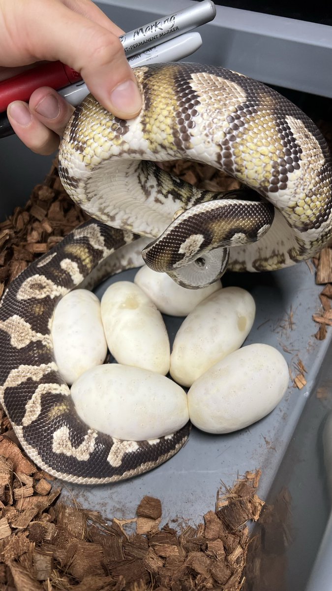 DPRcoldblood's tweet photo. #1 ODYB DH Monsoon Cryptic x Cypress Lace Het Clown 

#2 OD Special Hurricane Clown x OD BP RS Fire SN DG DH Gstripe Clown 

#3 ODYB GHI RS Clown Het Hypo x BH Cypress Mojave Hypo Het Clown 

#4 BH Cypress Hypo Clown x Choco SN RSYB DH Hypo Clown https://t.co/85D5nzHB6V