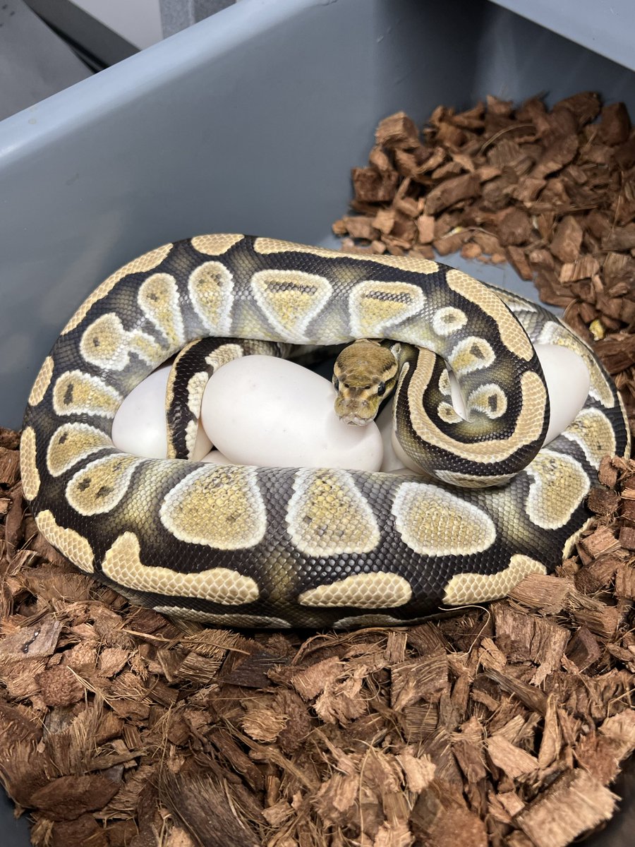 DPRcoldblood's tweet photo. #1 ODYB DH Monsoon Cryptic x Cypress Lace Het Clown 

#2 OD Special Hurricane Clown x OD BP RS Fire SN DG DH Gstripe Clown 

#3 ODYB GHI RS Clown Het Hypo x BH Cypress Mojave Hypo Het Clown 

#4 BH Cypress Hypo Clown x Choco SN RSYB DH Hypo Clown https://t.co/85D5nzHB6V