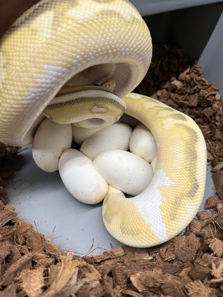 DPRcoldblood's tweet photo. #1 ODYB DH Monsoon Cryptic x Cypress Lace Het Clown 

#2 OD Special Hurricane Clown x OD BP RS Fire SN DG DH Gstripe Clown 

#3 ODYB GHI RS Clown Het Hypo x BH Cypress Mojave Hypo Het Clown 

#4 BH Cypress Hypo Clown x Choco SN RSYB DH Hypo Clown https://t.co/85D5nzHB6V