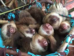 sarahkliff's tweet photo. @danielfried I consider this sloth, once again belatedly, and I approve. Please consider this snuggle of sloths as my apology. https://t.co/2ChvxekBjy