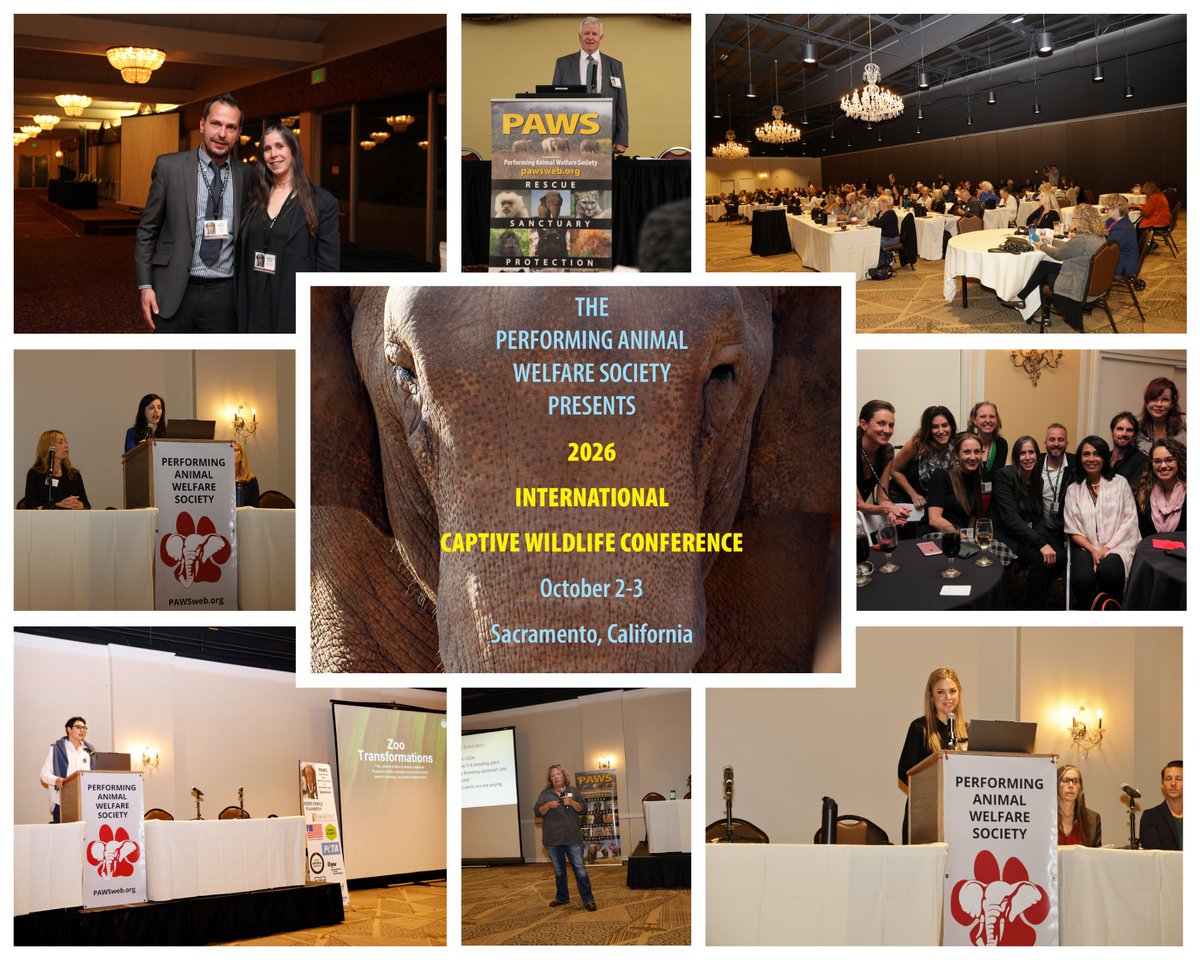 PAWSARK2000's tweet photo. https://t.co/bQV4PXyaFp
The PAWS International Captive Wildlife Conference – the world’s longest-running international conference dedicated to examining the realities of wild animals in captivity – will take place in Sacramento, California, October 2-3, with an optional trip to the PAWS sanctuary on October 4.

Since 1992, the conference has brought together scientists, advocates, caregivers, policymakers, educators, and animal protection professionals from around the world to advance knowledge, share research, exchange ideas, and advance the protection of captive wild animals.

Register early and save! Substantial early bird discounts are available through Friday, August 14.

This year’s program features an outstanding lineup of speakers and presentations.

Day one will explore a range of pressing issues, including the exotic pet trade, public encounters with captive wild animals, the growing trade in sloths for public exhibition, marine mammals, international big cat rescues, and an investigation into the U.S. captive bird trade.

Day two is devoted to elephants. Attendees will hear from leading elephant experts including researchers Shermin de Silva, Liv Baker, and Khatijah Rahmat. Additional presentations will examine elephant tourism, sanctuary care – including Portugal’s new Pangea Trust sanctuary – and other topics affecting elephant welfare and conservation.

We are also pleased to welcome three acclaimed authors: Carol Bradley, author of Last Chain on Billy and a forthcoming book on captive tigers; Andrew Westoll, whose forthcoming book scrutinizes modern zoos; and Eve D’Vincent, author of Captive Ambassadors.

For conference details, a list of confirmed speakers, and registration information, click here.

Join us to learn, engage in meaningful discussion, and connect with others committed to ending the exploitation of captive wildlife worldwide.