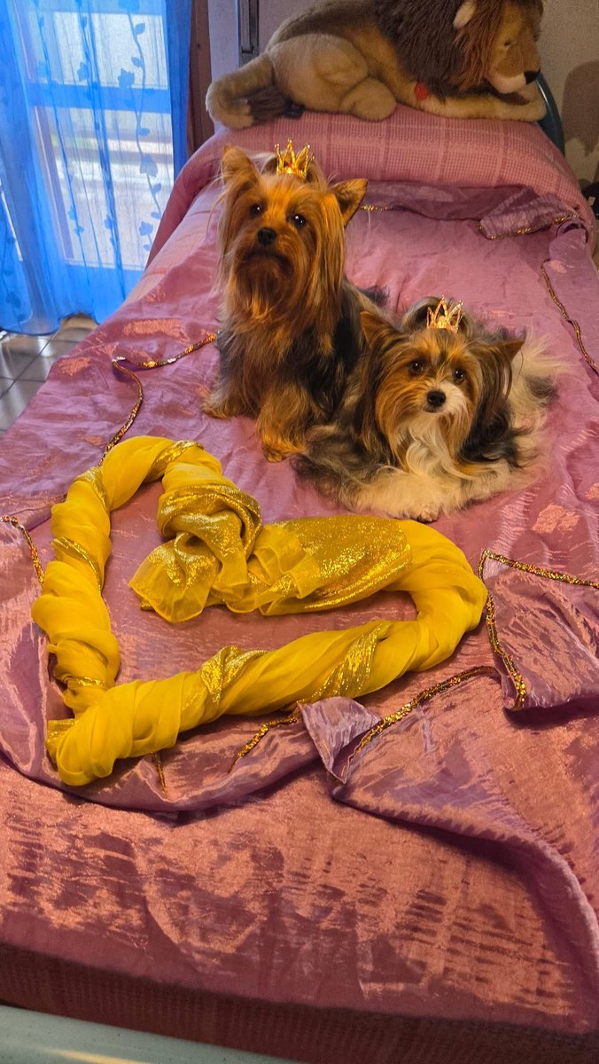 AlessandraPec10's tweet photo. @natainfastidita Che meraviglia😍😍😍
E queste sono le mie adorabili teppiste Jenny e Maya 😜dal 1986 che abbiamo le Yorkshire ,sono la sesta e settima https://t.co/tVxL1T1aFC
