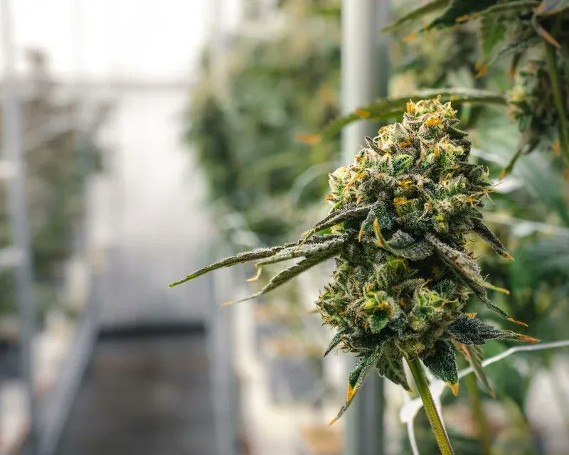 GreenLife_INC's tweet photo. Built Out Adelanto Cultivation Facility | 30,000 SF Total w/ Expansion Potential to 1,000 Lights | Option to Purchase the Real Estate (Adelanto, California) #2044

https://t.co/pFOqWILyB5

Call or Text for More Information! https://t.co/8PimBDwD7P
