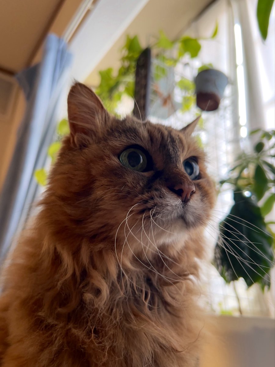 akikaren1's tweet photo. おはようございます🐈 https://t.co/NRk2tv8Lqy