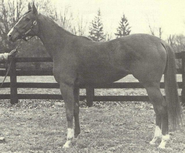 jfarache's tweet photo. 01/07/1986 a sus 23 años murió en @claibornefarm MOCCASIN, el primer ejemplar que como dosañero fue designado Caballo del Año en USA y una de las 10 yeguas en lograr el título.

Como madre produjo a los Campeones Apalachee y Belted Earl, siendo influyente matrona con sus hijas y nietas.
