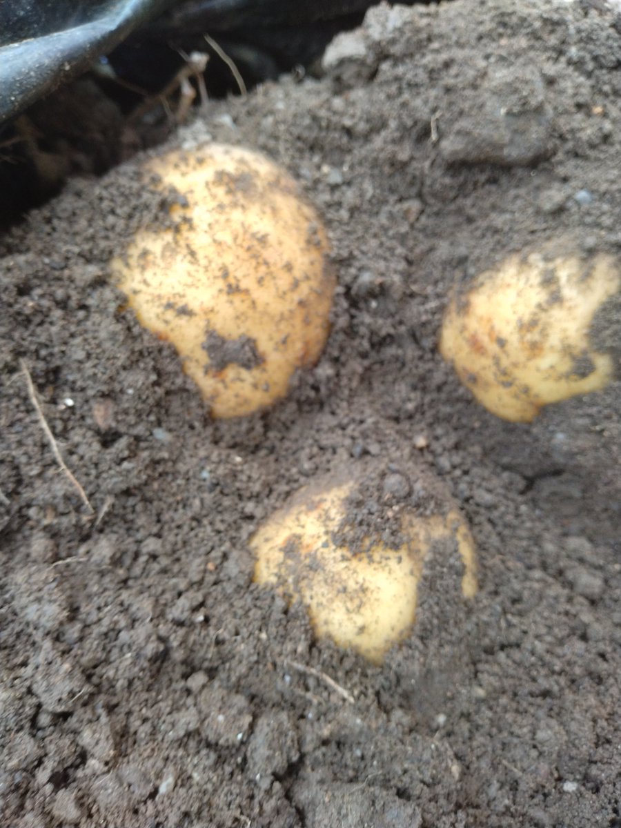 pokoland55's tweet photo. 😀　🥔ジャガイモ掘り🥔　パート2🙌

🙇今年も、たくさん収穫できました✨

✋️手でお芋が傷つかないように丁寧に掘り上げました。🙆

☀️自然の恵みに感謝しつつ（笑）

🍀それでは、皆さんにとって良い１日でありますように🍀

#甲府市
#家庭菜園
#野菜 https://t.co/sktVD57CdY