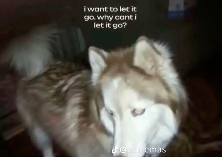 DoggyPosting's tweet photo. https://t.co/iExz0ymTMX