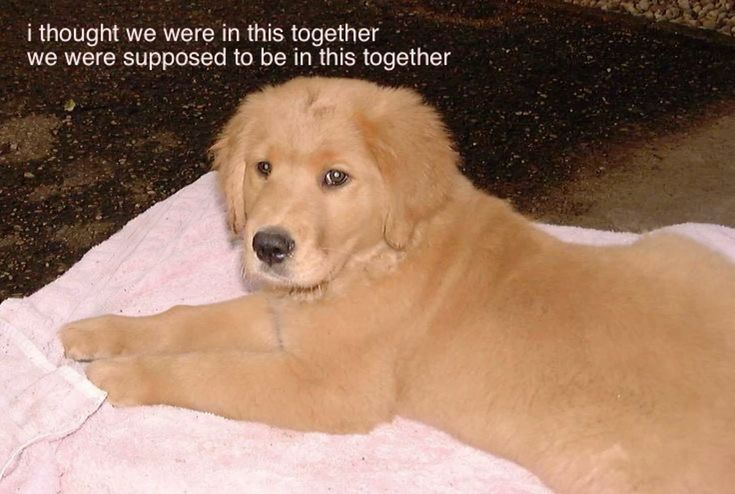 DoggyPosting's tweet photo. https://t.co/IZngzIGgAG