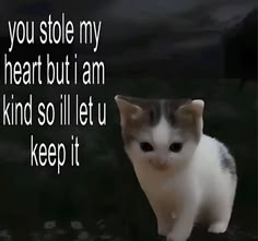 catsbeiingcats's tweet photo. https://t.co/vu806nmi9d