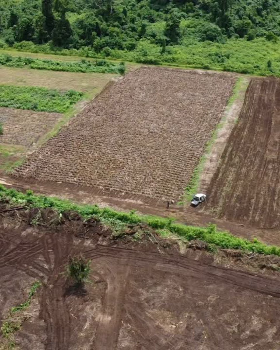 pacifikava's tweet photo. Once your planting site has been selected, the land is cleared of weeds, debris, and unwanted trees. The soil is then conditioned through plowing, tilling, or by digging individual holes for seedlings, or softening the ground where cuttings will be placed. https://t.co/9GhUL6g0i2