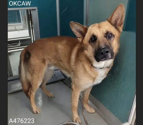 HollywoodDogs's tweet photo. Preston, a 3-year-old German Shepherd mix at an overcrowded shelter in #OklahomaCity, #OK, needs a forever home, a foster home, or rescue https://t.co/mPiJe0y8Aj #URGENT #GermanShepherd #AdoptableDogofDay 🐶 https://t.co/zg4NTar7F7