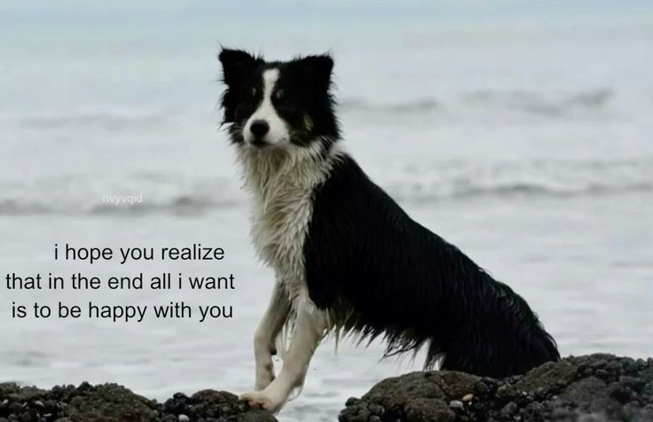 DoggyPosting's tweet photo. https://t.co/pq1gtYbiwz