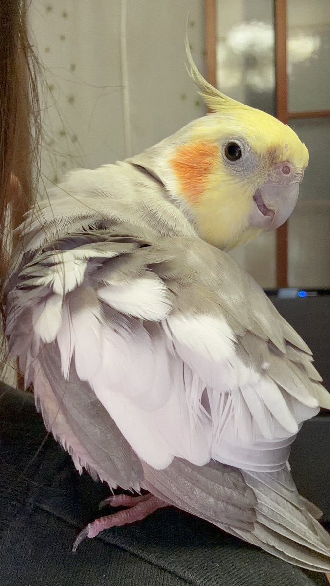 sinacid23's tweet photo. 火曜日。

おっはー。

#オカメインコ https://t.co/KP8pUXadd0