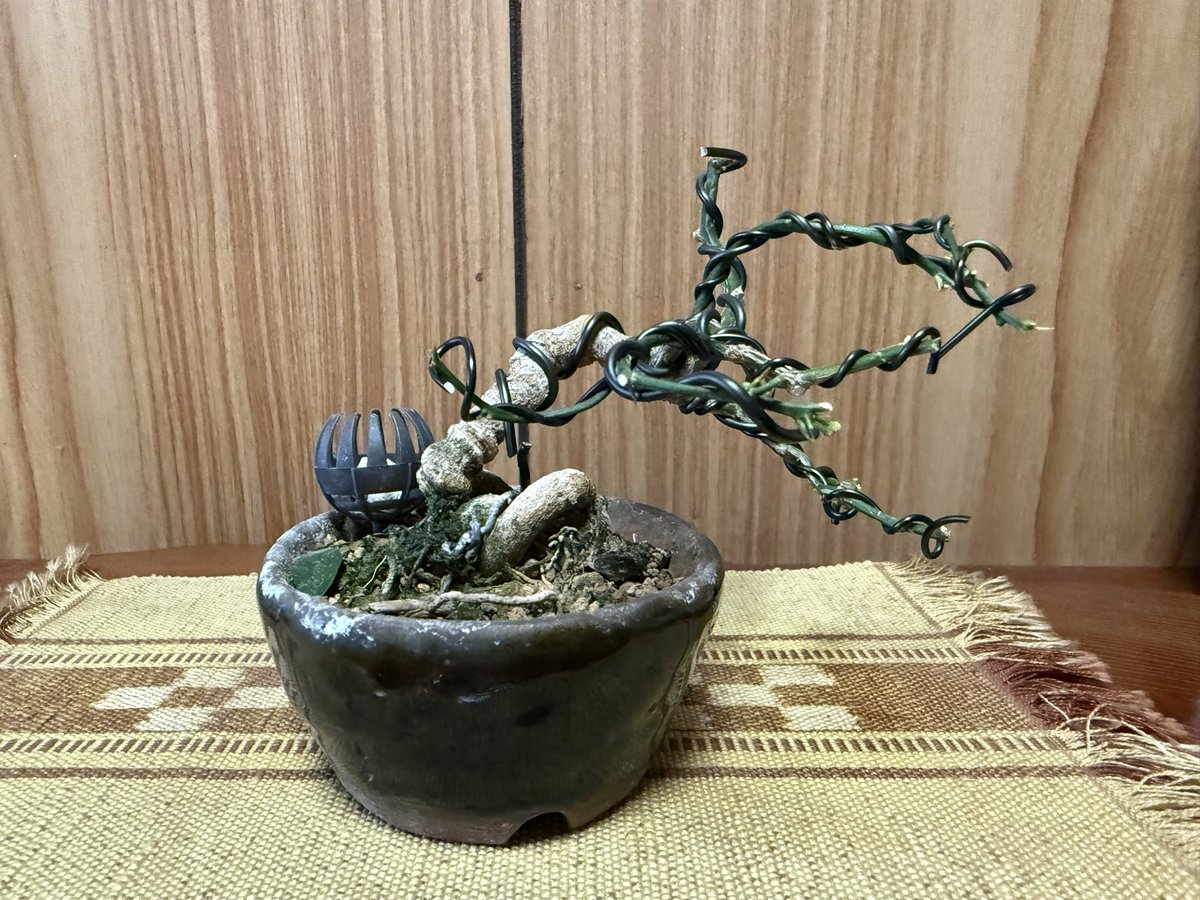 2017hitoshi's tweet photo. おはようございます
6/30  6時

W杯ブラジルに負けたようですね
深夜だったので観ていませんが

今日も晴れるようです
気温28度

キンズの葉刈りと針金掛けしました

今日もお元気で！ https://t.co/4EughZUwHA