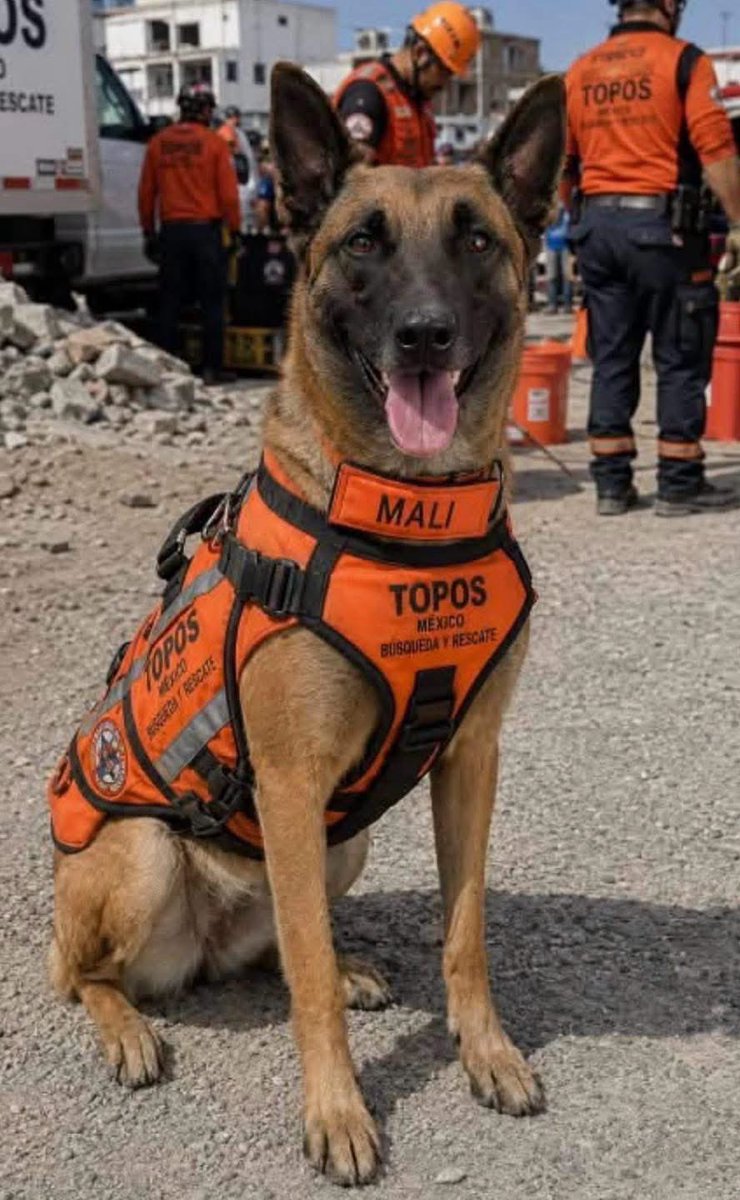 VigiaCiudadano7's tweet photo. 🐶 Heroína de 4 patas: Mali regresa esperanza a Venezuela 🇲🇽 🇻🇪 

🦺 Cuando se habla de los Topos Azteca, es común pensar en hombres y mujeres que desafían el peligro entre edificios colapsados para buscar sobrevivientes. Pero entre ellos también hay una rescatista extraordinaria: Mali, una pastora belga de 7 años cuya valentía ha conmovido a miles.

En las labores de rescate tras los devastadores terremotos en Venezuela, Mali demostró por qué los binomios caninos son indispensables. Gracias a su extraordinario olfato y a años de entrenamiento, logró localizar con vida a cuatro personas y también a un perrito que permanecía atrapado entre los escombros. ❤️🐕

#Mali #ToposAzteca #FuerzaVenezuela #Rescatistas #Noticias