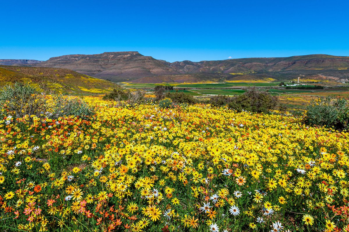 toursix2's tweet photo. 🌼 Namaqualand is about to burst into colour! 🌼

Join Big Six Tour Safaris on an unforgettable 8-Day Namaqualand Flower Tour departing 21 August.

🌸 Millions of wildflowers in bloom
📸 Spectacular landscapes &amp; photography opportunities

https://t.co/t2BHIgwPP0

#Namaqualand https://t.co/76GlJuFzlW