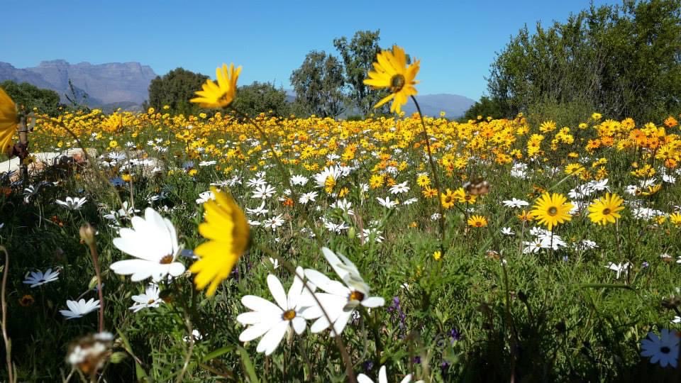 toursix2's tweet photo. 🌼 Namaqualand is about to burst into colour! 🌼

Join Big Six Tour Safaris on an unforgettable 8-Day Namaqualand Flower Tour departing 21 August.

🌸 Millions of wildflowers in bloom
📸 Spectacular landscapes &amp; photography opportunities

https://t.co/t2BHIgwPP0

#Namaqualand https://t.co/76GlJuFzlW