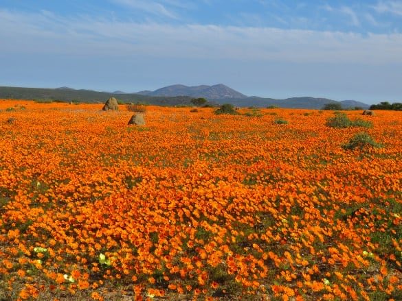toursix2's tweet photo. 🌼 Namaqualand is about to burst into colour! 🌼

Join Big Six Tour Safaris on an unforgettable 8-Day Namaqualand Flower Tour departing 21 August.

🌸 Millions of wildflowers in bloom
📸 Spectacular landscapes &amp; photography opportunities

https://t.co/t2BHIgwPP0

#Namaqualand https://t.co/76GlJuFzlW
