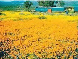 toursix2's tweet photo. 🌼 Namaqualand is about to burst into colour! 🌼

Join Big Six Tour Safaris on an unforgettable 8-Day Namaqualand Flower Tour departing 21 August.

🌸 Millions of wildflowers in bloom
📸 Spectacular landscapes &amp; photography opportunities

https://t.co/t2BHIgwPP0

#Namaqualand https://t.co/76GlJuFzlW