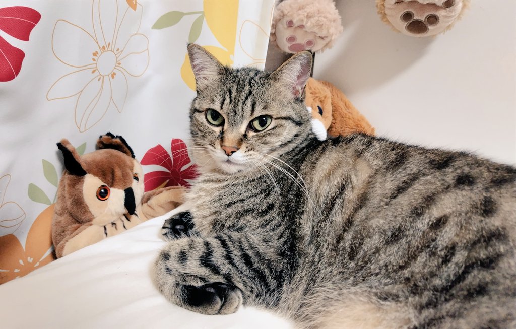 ゴロー🐾 (@cat_56chan) / Posts / X