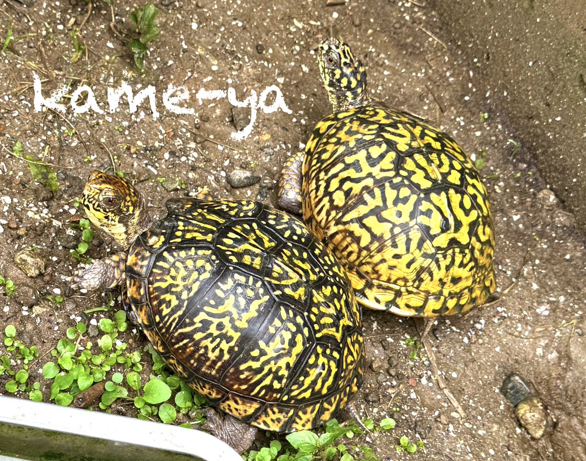 fenwick555's tweet photo. おはようございます！
kame-yaイエロー系メス♀親のＹ１・ＹＳ✨　オス♂親はWC個体
#トウブハコガメ https://t.co/K0ARCftDon