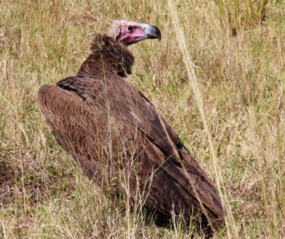 survivalanimal's tweet photo. 📰 NEWS: A captive-hatched lappet-faced vulture has flown 1,500 km across southern Africa after being released into the wild 🦅

Only ±160 breeding pairs remaining in South Africa, making them critically endangered locally.

🔗 Read more: https://t.co/VoV2EuafF0. https://t.co/SMpCtaf8B8