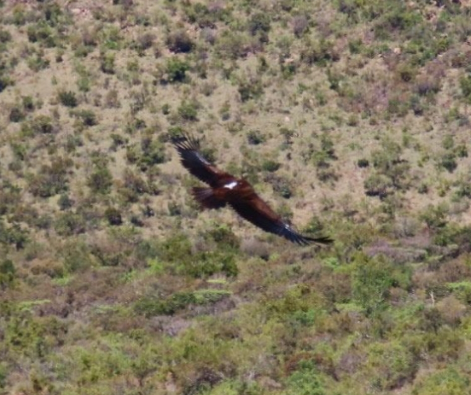 survivalanimal's tweet photo. 📰 NEWS: A captive-hatched lappet-faced vulture has flown 1,500 km across southern Africa after being released into the wild 🦅

Only ±160 breeding pairs remaining in South Africa, making them critically endangered locally.

🔗 Read more: https://t.co/VoV2EuafF0. https://t.co/SMpCtaf8B8
