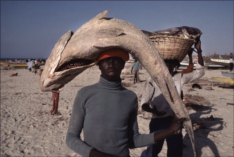 aseelswaid9's tweet photo. Senegal 1980 https://t.co/FLVRTCHGbQ