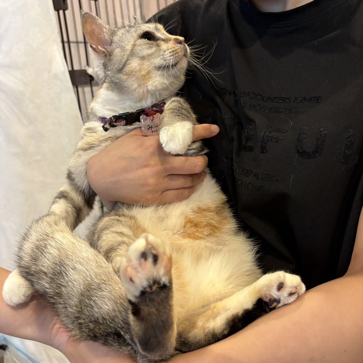 inagakiah's tweet photo. 保護猫カフェさくら1号店の「みーちゃん」です。片目は見えませんが、残った片目でよく遊んでいます。
片目といえば伊達政宗が有名ですが、彼は68歳まで生きたそうです。みーちゃんもぜひ長生きして欲しいものです。
みーちゃんは「けーちゃん」と一緒に里親さん募集中です。 https://t.co/foHCNOxbaP