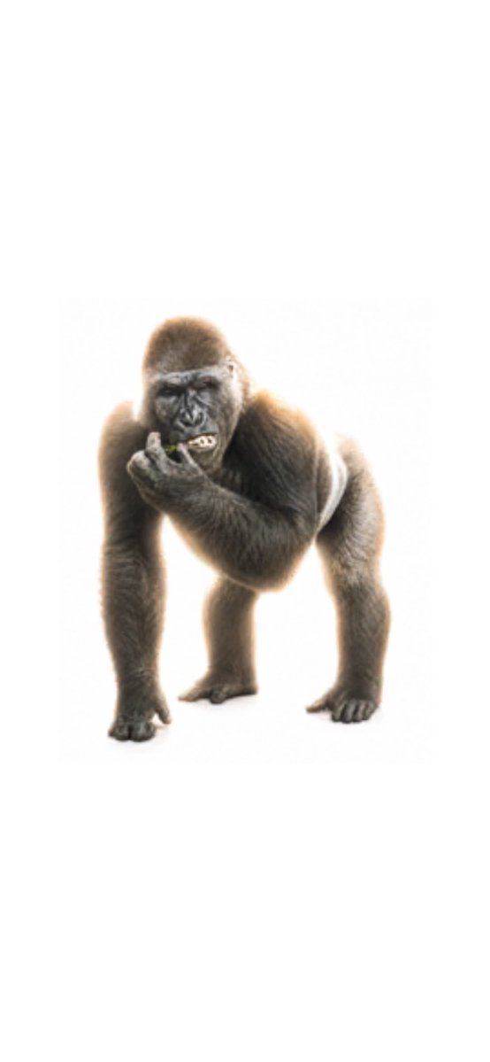 salopettee's tweet photo. @caleconcravatte 148.66 B de bananes pour un fade in d’1m30 de ce gorille btw 
je déteste ce jeu https://t.co/5bMyy3SCYx