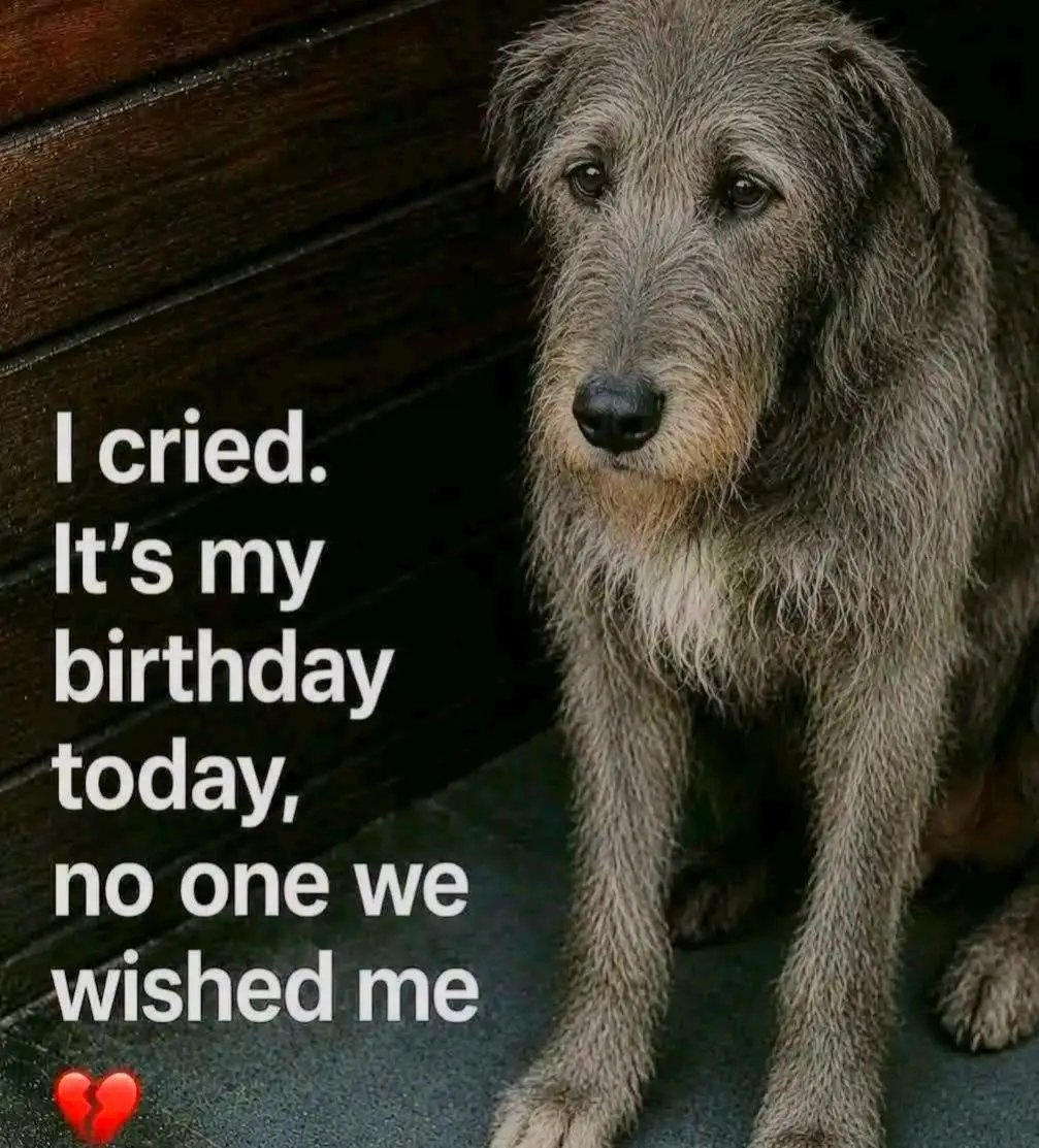 icedoa_'s tweet photo. 😭😭😭 https://t.co/ZoAmF7A8W7