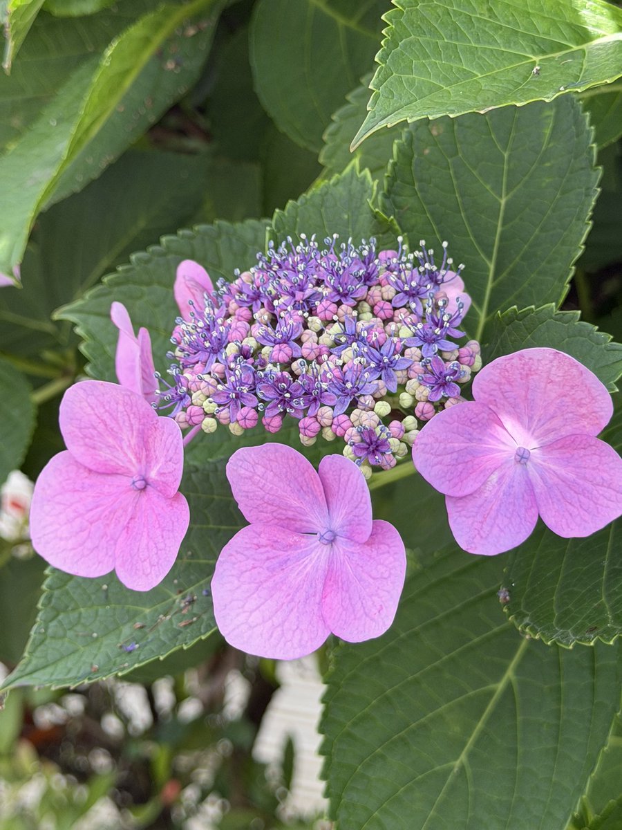 地域NO1の紫陽花NO39
