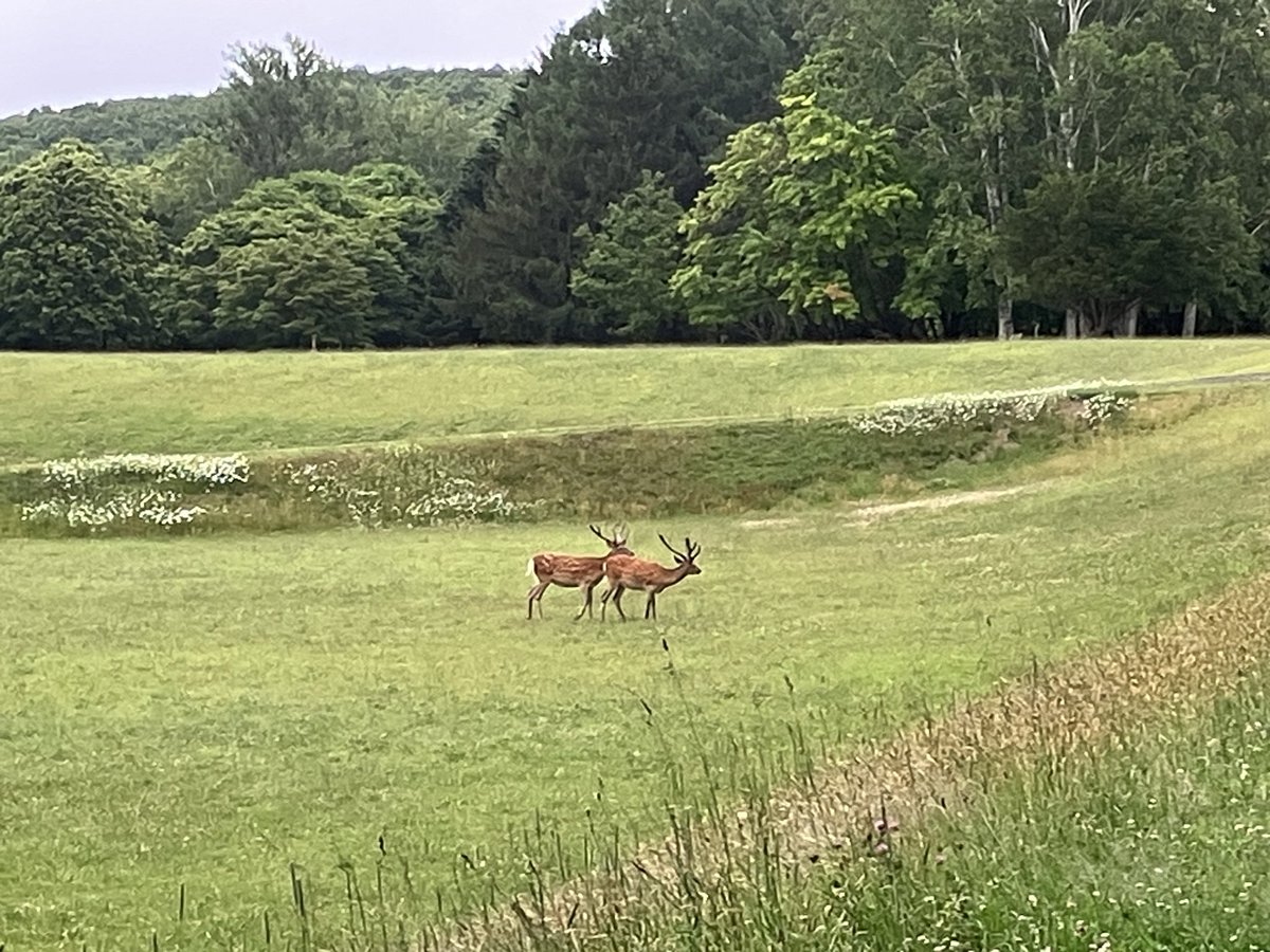 Z6Thc's tweet photo. 外にいるだけでじっとりと濡れてしまうような湿度の高い朝です11km走。🦌ファミリーは今朝も健在でしたが数が増えているような。よく見ると雄が増えてます。若い雄ですね。この公園が繁殖地になるんでしょうか笑。先週からの飲み会続きも今日で一旦落ち着きそうです。マイペースでいきましょう。 https://t.co/0pq4XrfbOM