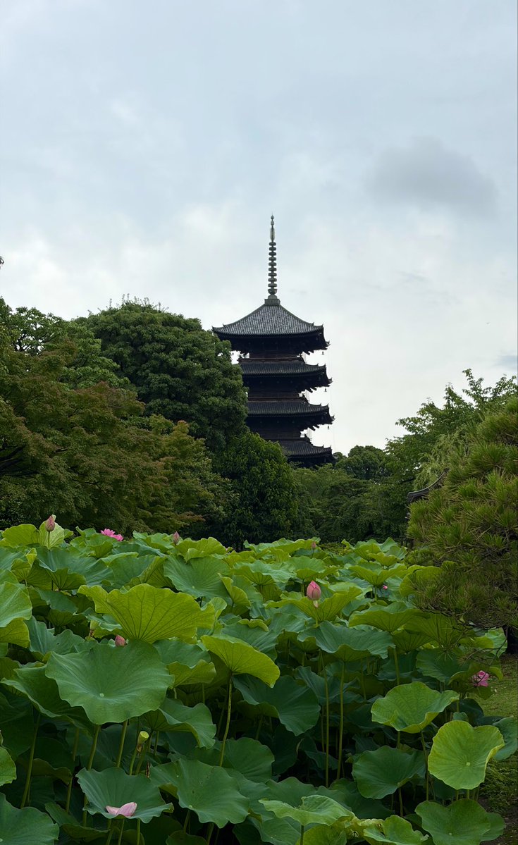 ICHIRO_KH's tweet photo. 2026/6/29 京都駅▶️東寺▶️西本願寺▶️東本願寺▶️京都駅▶️清水寺。境内の厳かで暖かい誰でも受け入れる雰囲気。薬師如来、阿弥陀如来のこの世の全てを受け入れる表情。「見真」真実を見る目。この達観した感性を持ちたいと感じた。 https://t.co/BIBGj3b7nE