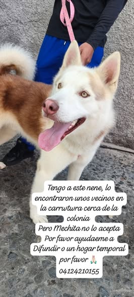 A64029345's tweet photo. Se encontró por la carretera de Pto Cruz, subiendo hacia la colonia hoy en la madrugada. Es macho de año y medio , se encuentra bien y a nuestro  resguardo. Caso de terceros https://t.co/hwip9qlnVD