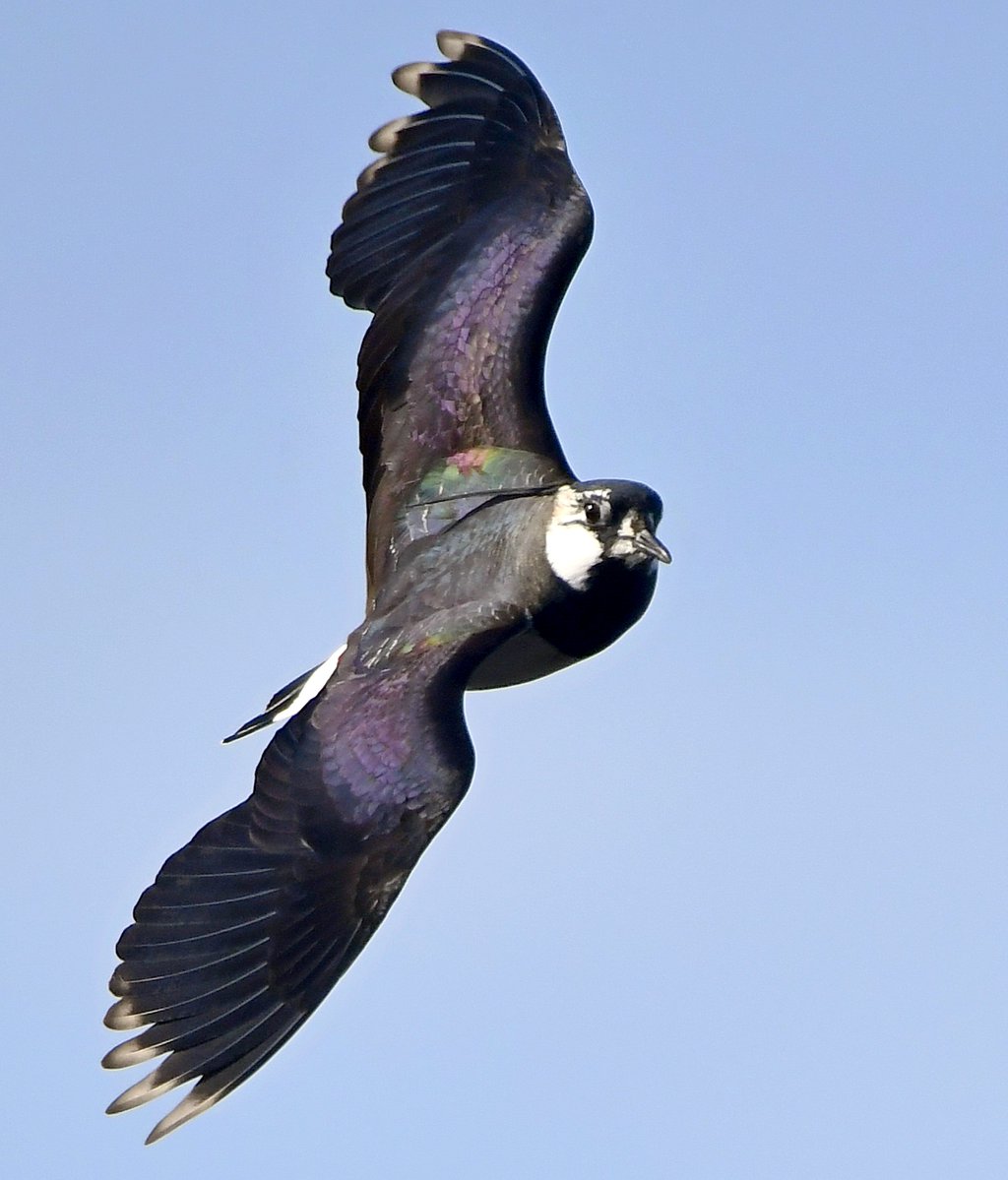 CarlBovisNature's tweet photo. Beautiful Lapwing approaching! 😍😊🐦 https://t.co/pzJoSzIfYh