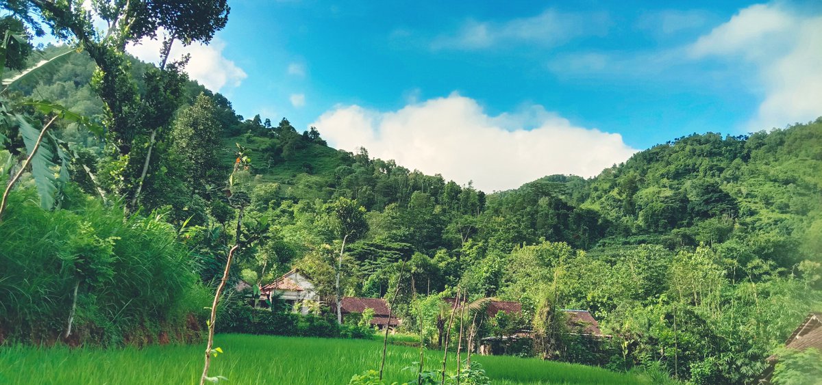 Msttyas's tweet photo. Masih memandang ke satu arah 🍃🍃🍃🌼🌼🌼🌼 https://t.co/NJQVY1HXno
