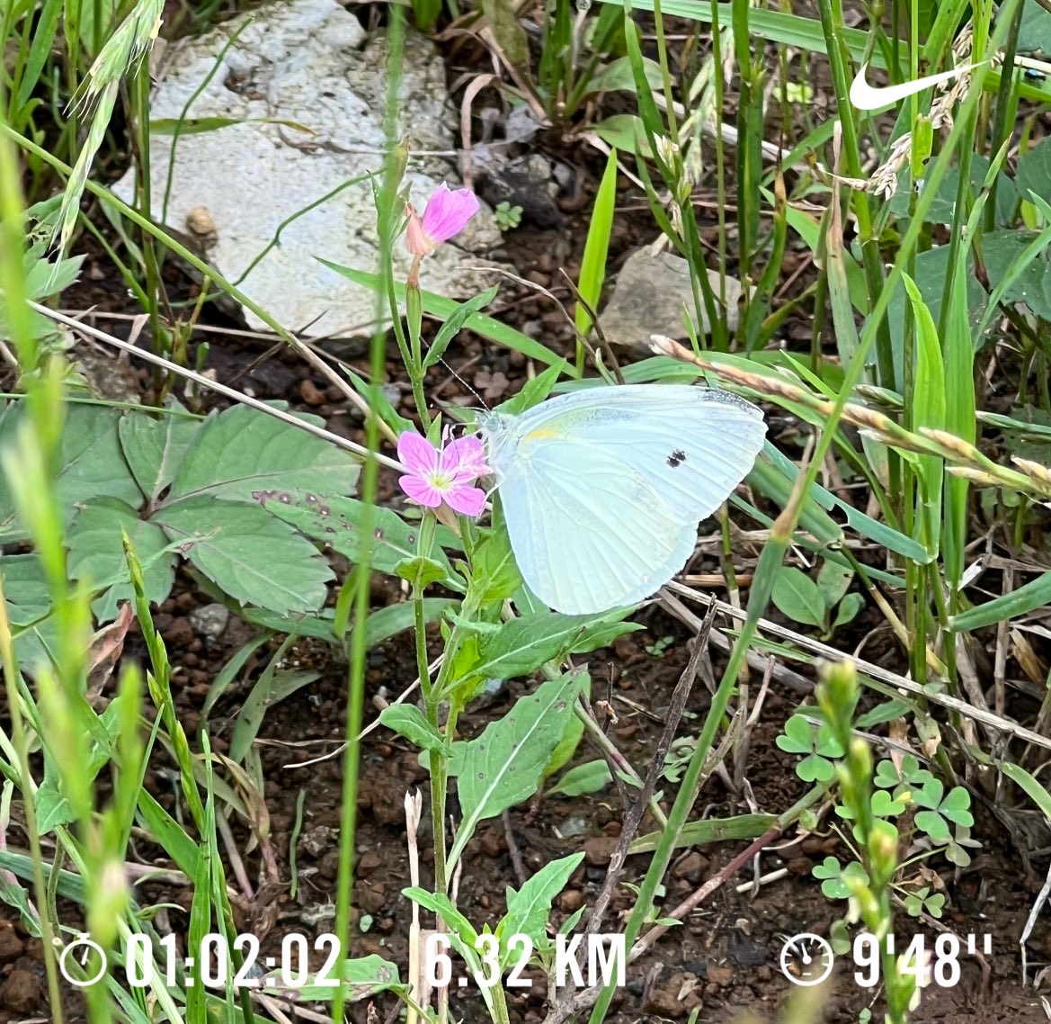 umiushi08's tweet photo. 朝ジョギングの帰り道。
小さな花にとまるモンシロチョウたちを発見🦋

何気ない風景だけど、こういう瞬間に癒されます。

蒸し暑さはマックス…💦
それでも時折吹くひんやりした風が心地よい朝でした。 https://t.co/hwt2UbSQHK