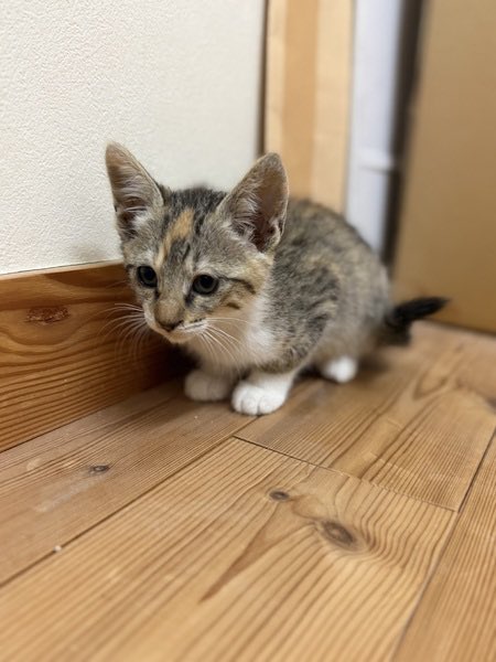 satoya_boshu's tweet photo. ミケ仔猫里親募集中
推定0歳2ヶ月
♀ 愛知県

三毛猫。人馴れしています。
近所で野良猫が増えて猫風邪酷く治療が必要だった為保護しました。 https://t.co/Fu8fyKGsSf