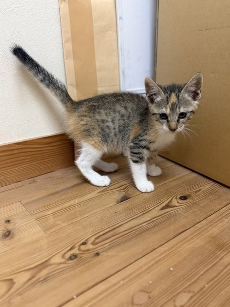 satoya_boshu's tweet photo. ミケ仔猫里親募集中
推定0歳2ヶ月
♀ 愛知県

三毛猫。人馴れしています。
近所で野良猫が増えて猫風邪酷く治療が必要だった為保護しました。 https://t.co/Fu8fyKGsSf