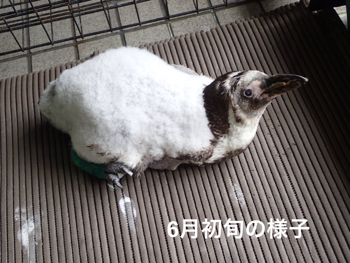 noichizoo_staff's tweet photo. 入院中のフンボルトペンギン「黄白」は、両脚の趾瘤症の悪化があり、2024年12月から入院室で過ごしています。
展示場にいる頃から換羽不全を起こしていて、入院当初は栄養状態も悪く、入院中も1年以上全く換羽せず白いふわふわのペンギンとして過ごしてきました。
6月に入り、とてもよく食べ体がパンパンになっていました。そして6/14頃より羽が抜け始め、あっという間に抜け替わり、今まで生えてこなかった翼にも羽が生え、シュッとした黒い本来のペンギンの姿になりました✨
毛根はもうダメかと思っていましたが、良かったです😊
#のいち動物公園 #フンボルトペンギン #換羽 #真夏になる前に換羽できて良かった