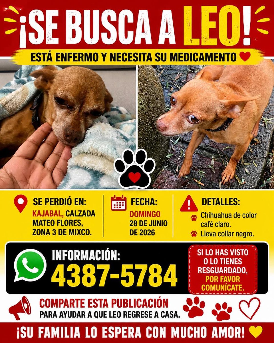 Gt502Mascotas's tweet photo. ☢️ Leo ☢️ https://t.co/aSEmV9KhpM