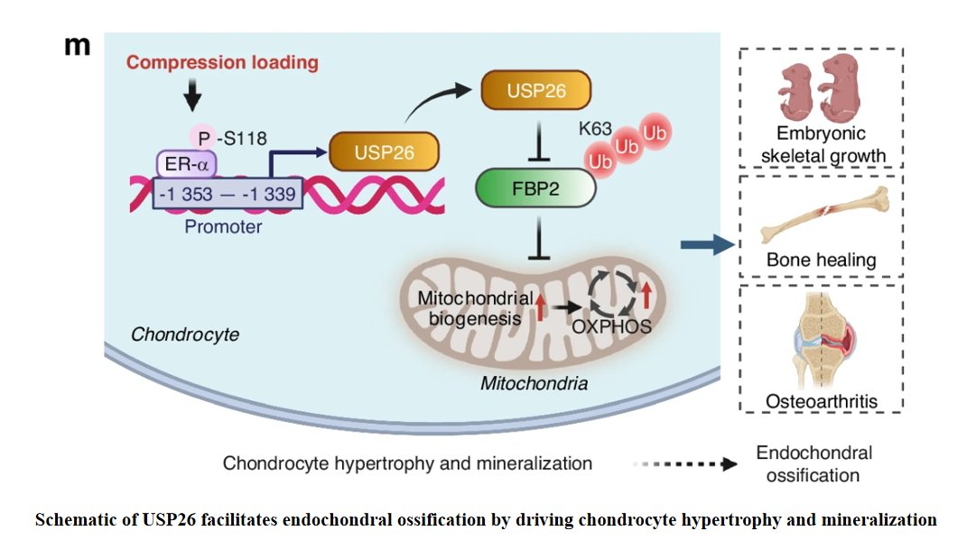 BoneRes_Office's tweet photo. A protein called #USP26 acts as a cellular sensor that fuels cartilage cell growth and #bone hardening by boosting #mitochondrial energy. Targeting this mechanism could speed up fracture healing and offer new treatments for #osteoarthritis, helping patients avoid #joint replacement.👍
@BoneRes_Office 
https://t.co/moTv4HhDHS