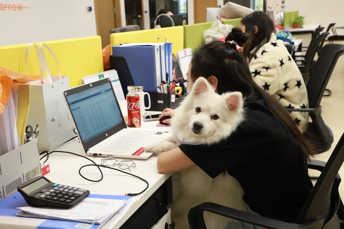 LaiFugVIP's tweet photo. Trying to work from home but my workspace has been officially hijacked by this fluffy slacker. 💻🐕🛑 Efficiency: 0%. Cuteness: 100%. 💬 Drop your fur baby's funny photos below! 👇🎨#working https://t.co/eCHhDrhOyI