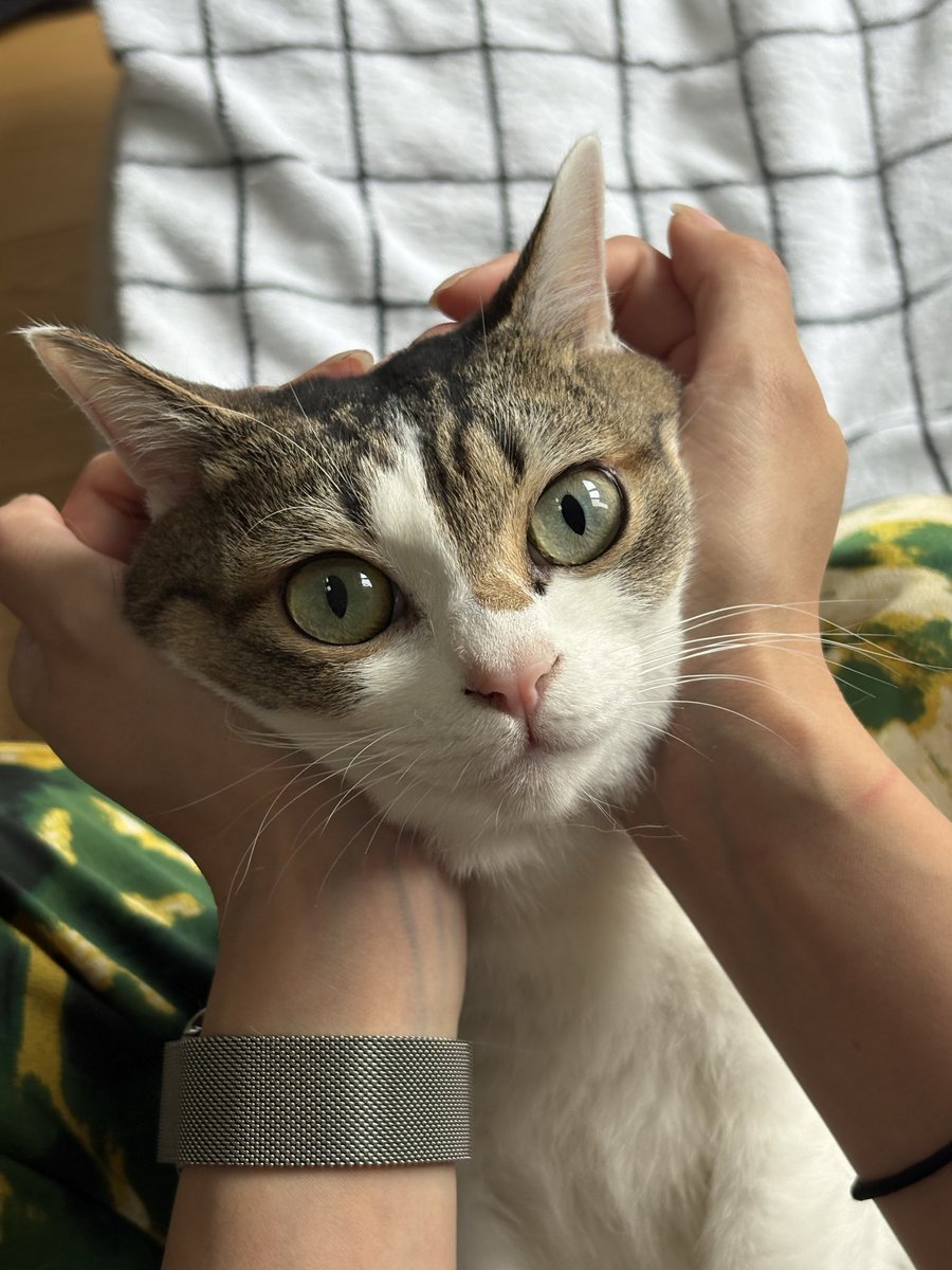 shakemukae's tweet photo. グローグーができるまでの工程 https://t.co/SIe1k3UJBY