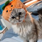 Photo by Moki (@MokiDigitalCat)