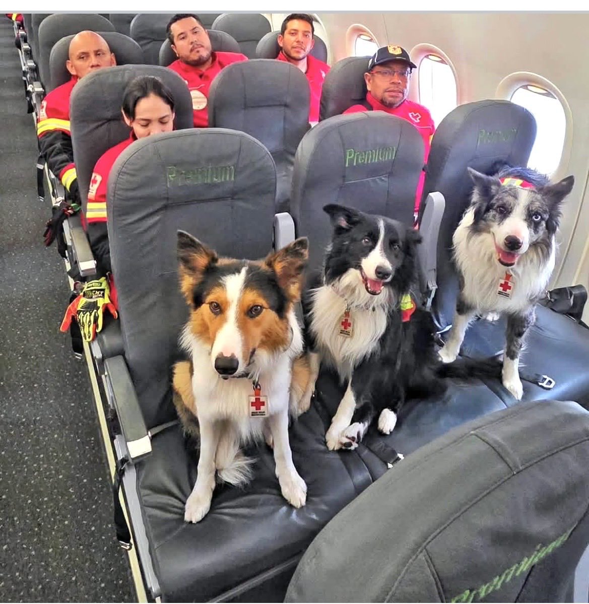 PlayaRiviera's tweet photo. Cuando te moleste la presencia de un perrito en un lugar público, recuerda que ellos te salvarían la vida sin pedir nada a cambio. https://t.co/BlGU7jqO3v