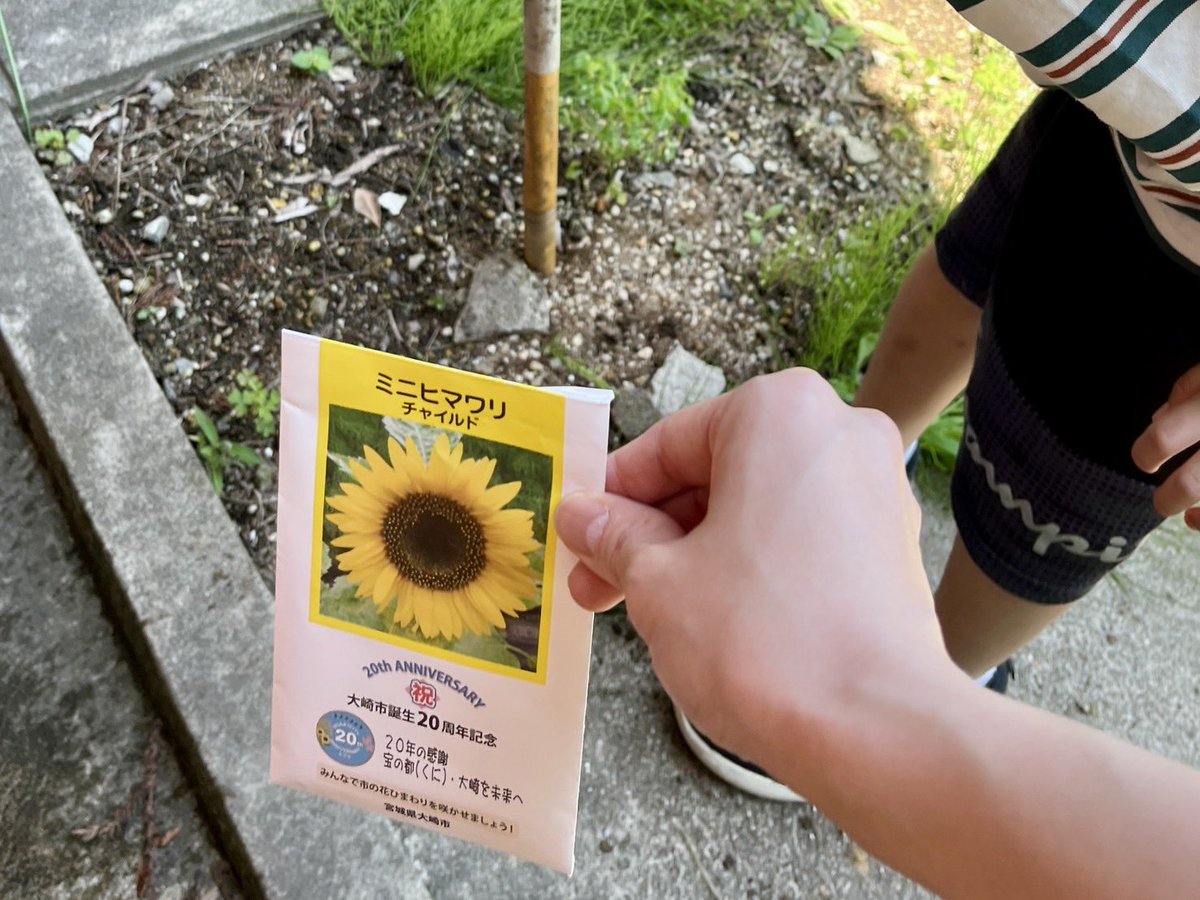osakiforchild's tweet photo. 今週は天気が良いので、小学生の子と一緒にひまわりの種まき✨
綺麗な花が咲くといいですね🌼 https://t.co/ABK5oDEXUI