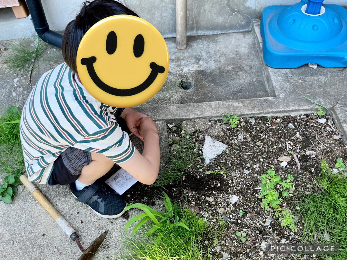 osakiforchild's tweet photo. 今週は天気が良いので、小学生の子と一緒にひまわりの種まき✨
綺麗な花が咲くといいですね🌼 https://t.co/ABK5oDEXUI