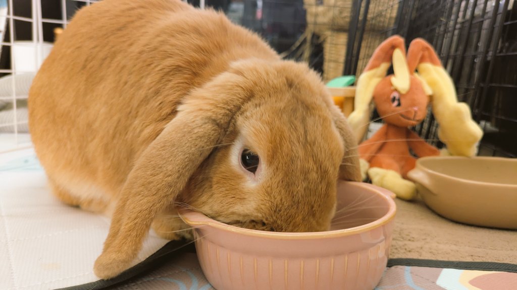 cyami211's tweet photo. おはようさぎ🐰
ミミロップと一緒にご飯食べるゆーちゃん🐇😋 https://t.co/Af4VQvQYeq